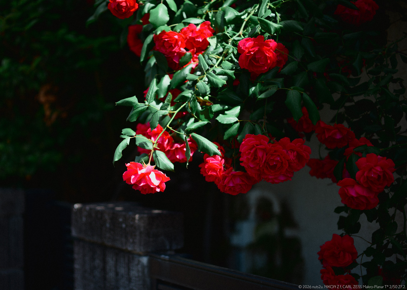 DSC_5498_01_wm