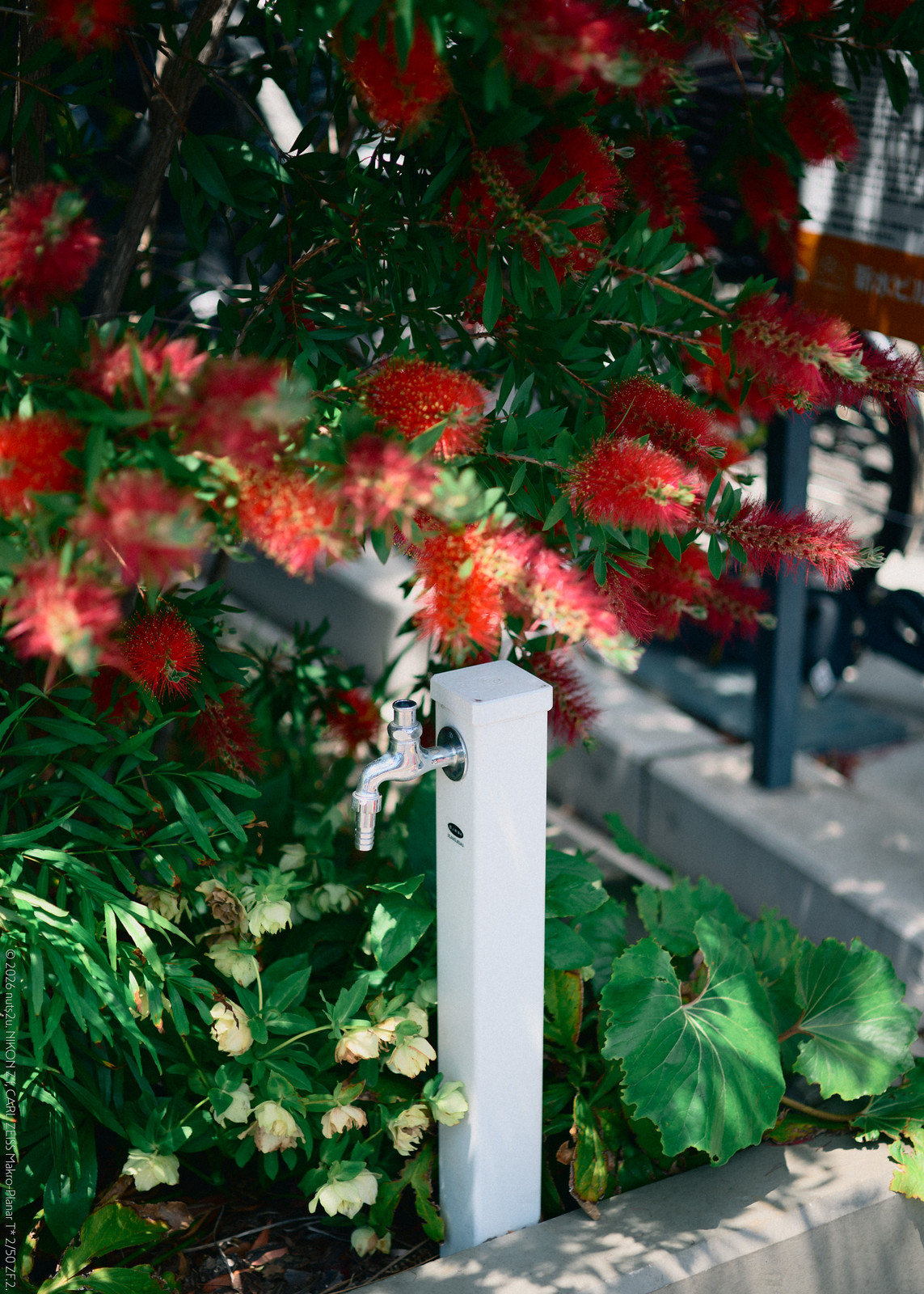 DSC_5451_01_wm